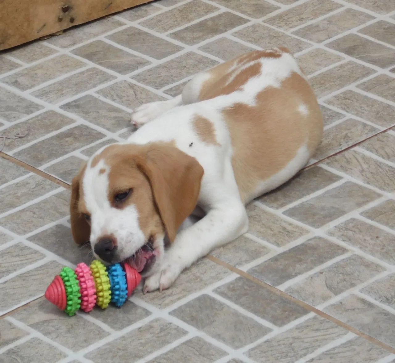 Bicolor machinho - beagle  - Foto 3