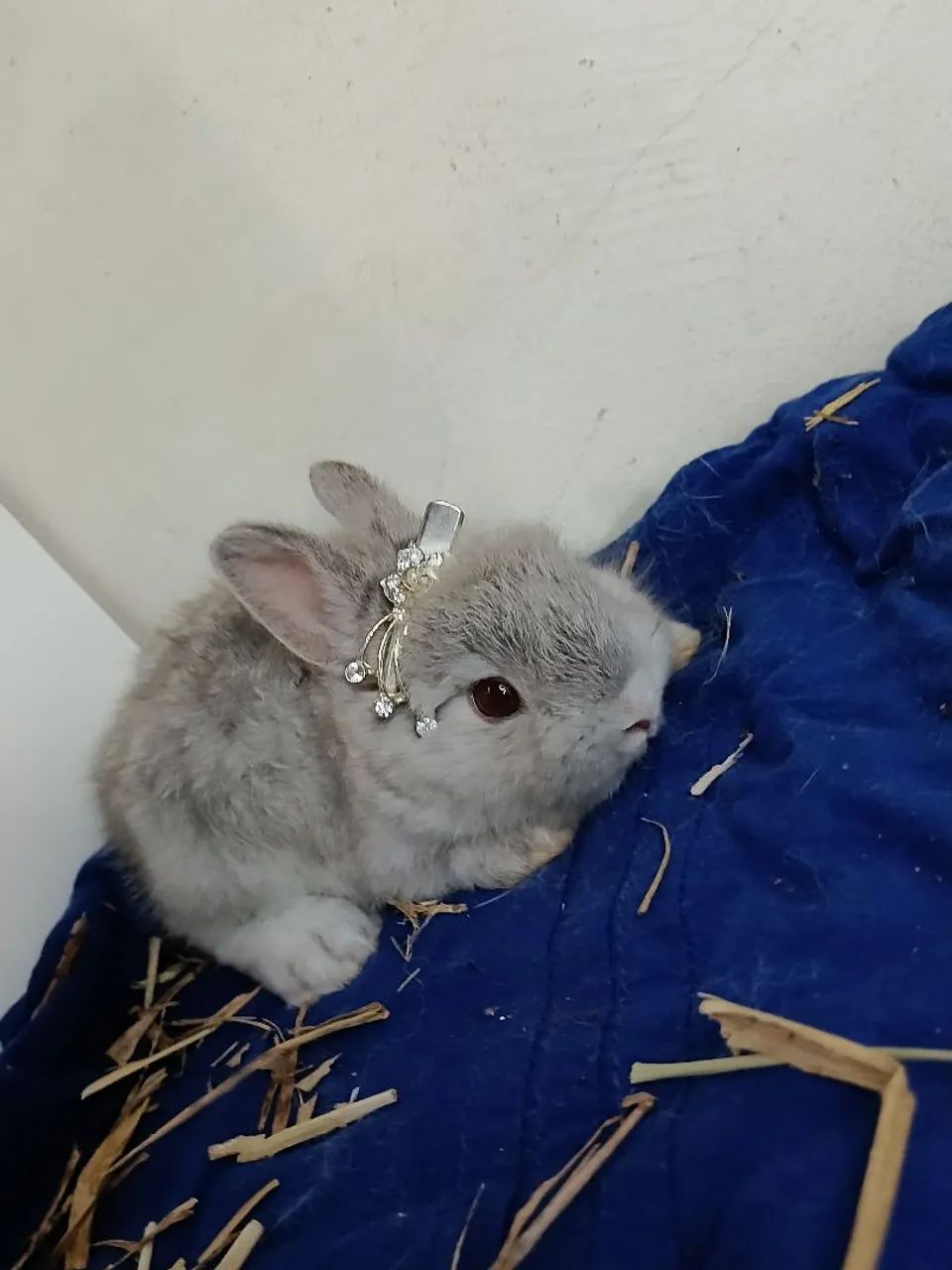 Coelho Netherland Dwarf Variados Valores  - Foto 6