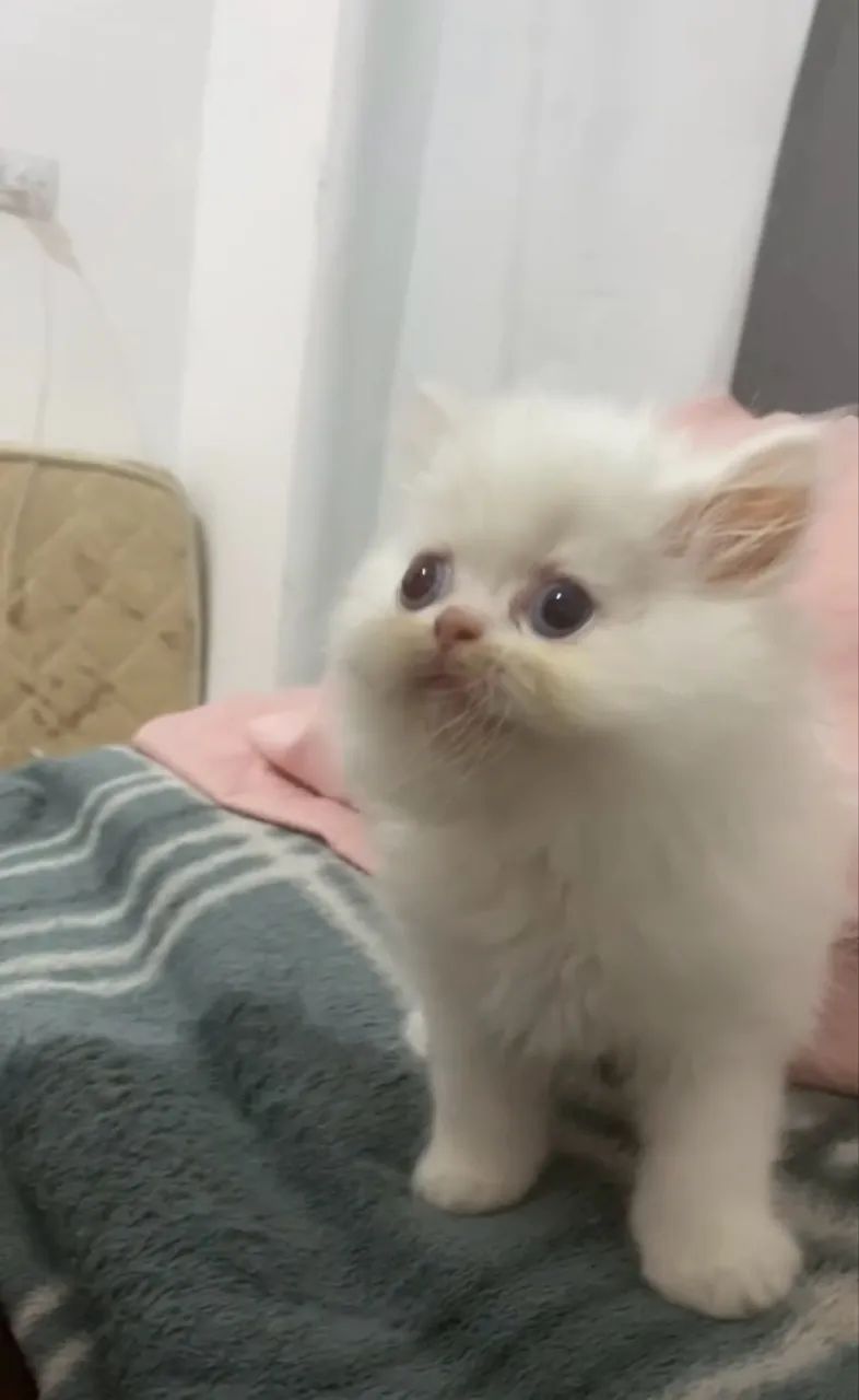 Gato persa macho filhote