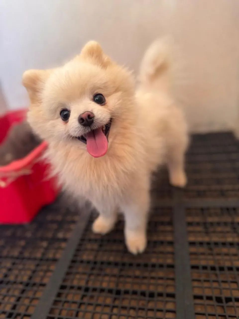 Spitz alemão machos  - Foto 4