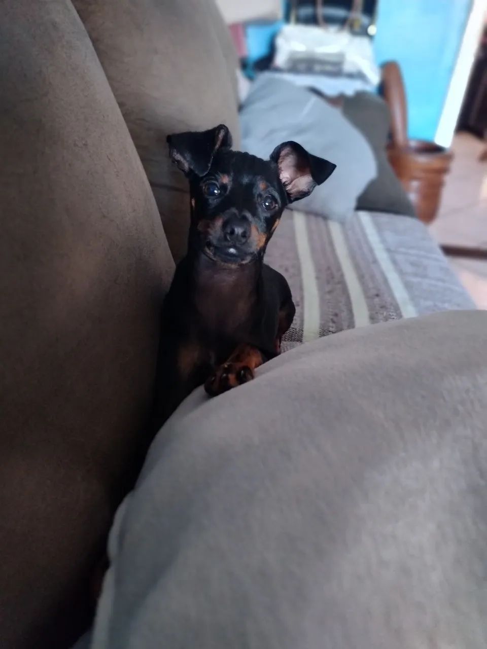 Promoção!Lindo pinscher nº 01   6 meses 999 