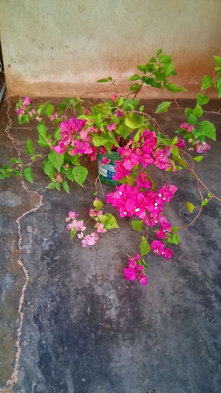 Primavera cor de rosa  - Foto 3