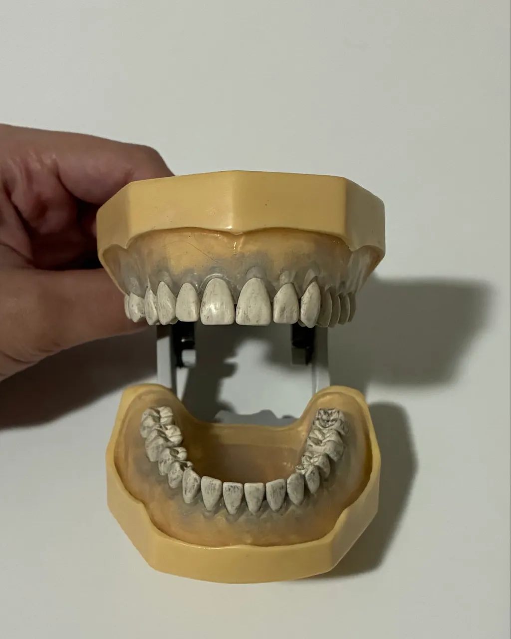 Manequim de periodontia MOM código 2040 - Foto 5