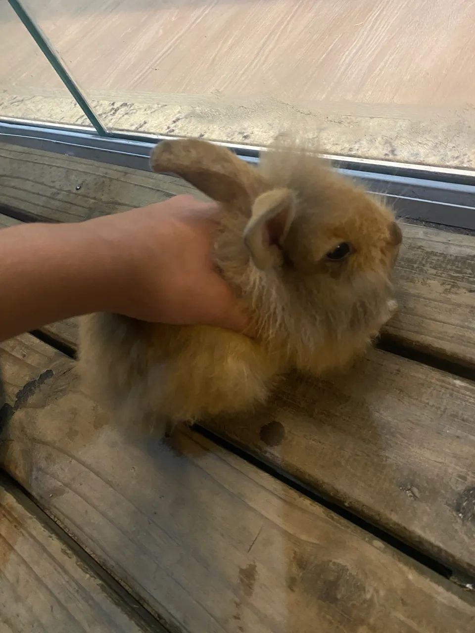 vendo coelhinhos (raça : lyon e mini - Foto 4