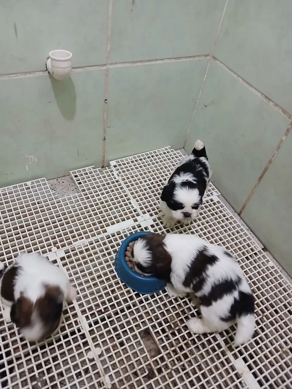 Fêmea Micro Shihtzu  - Foto 2