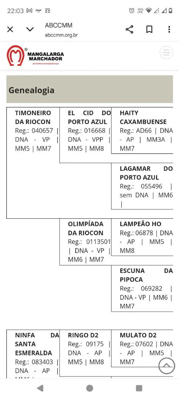 Cavalo manga larga marchador com RG