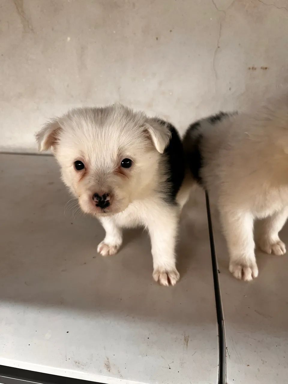 Vende-se filhotes de boder coller  - Foto 3