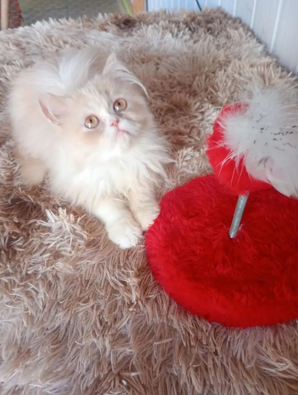 Gatinho persa  - Foto 2
