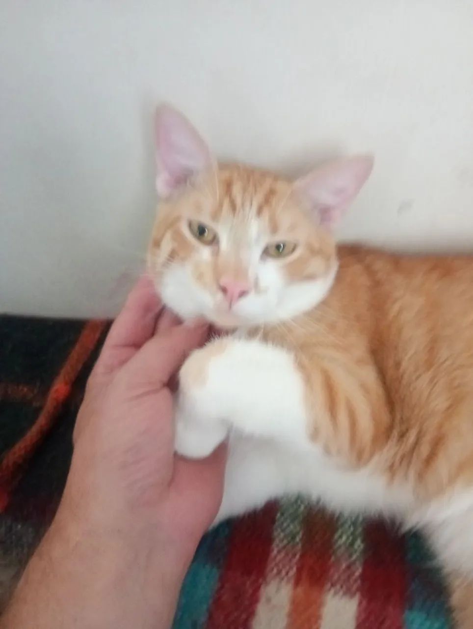 Doação de gatinho  - Foto 2