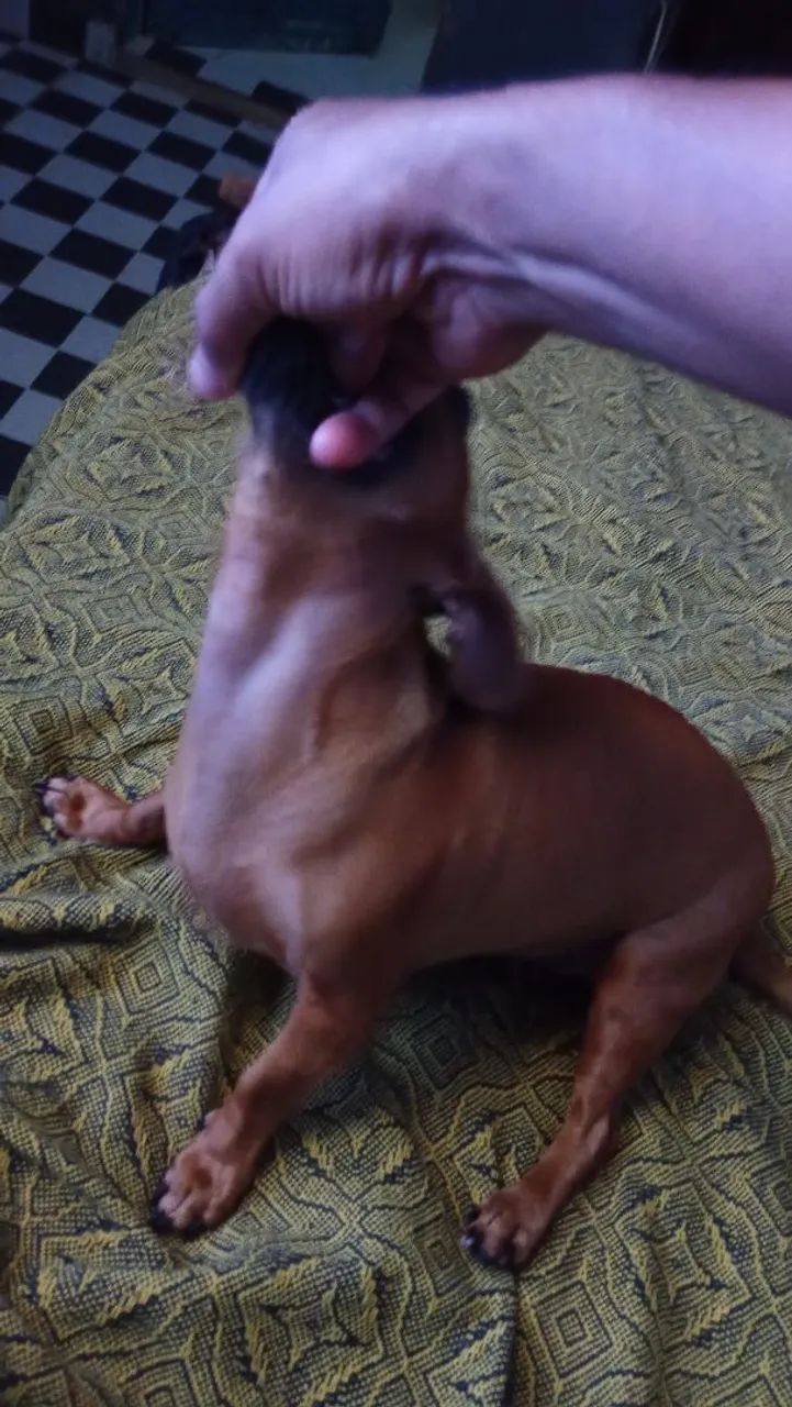 Cachorrinha no cio  - Foto 3