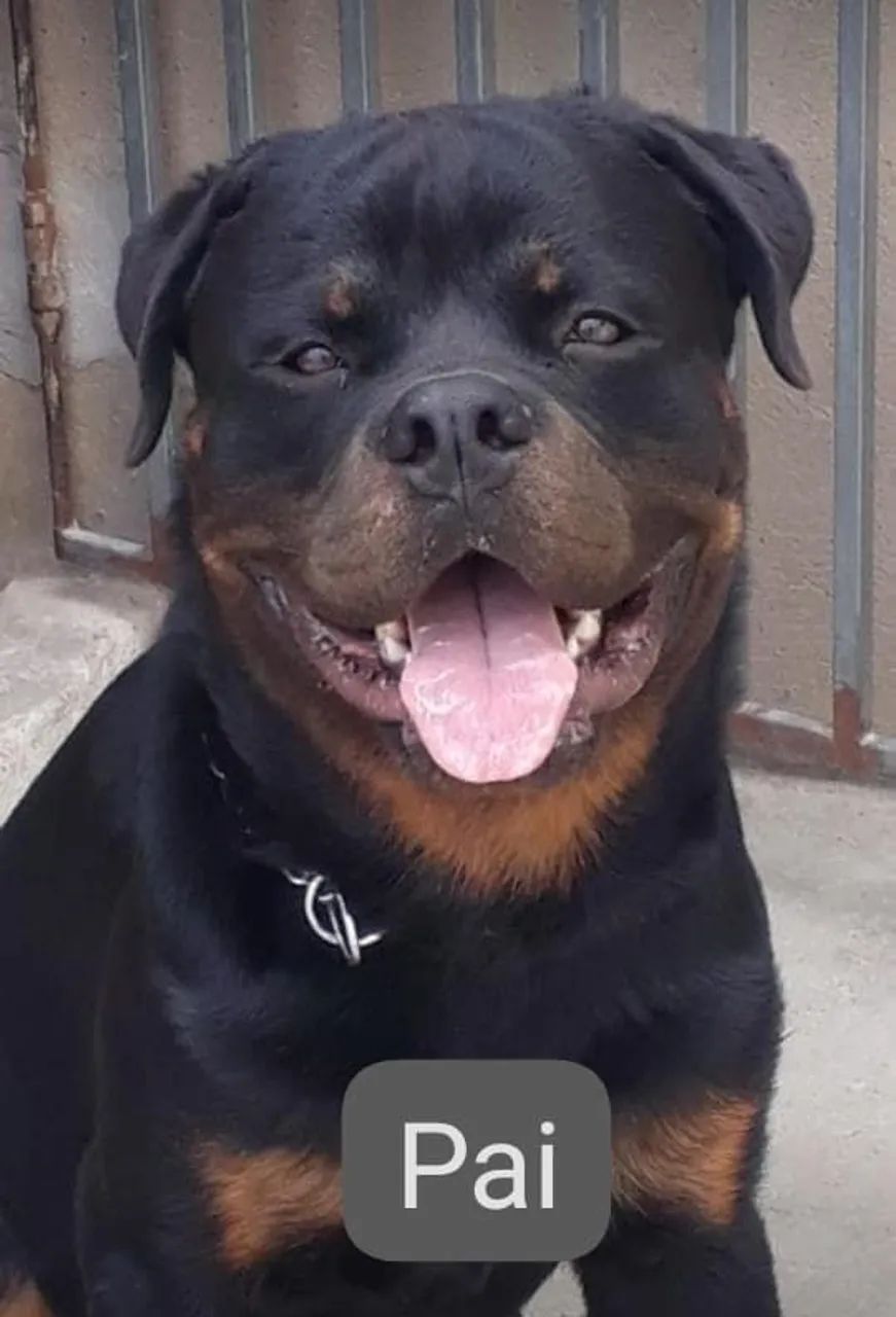 Filhotes de Rottweiller - Foto 2