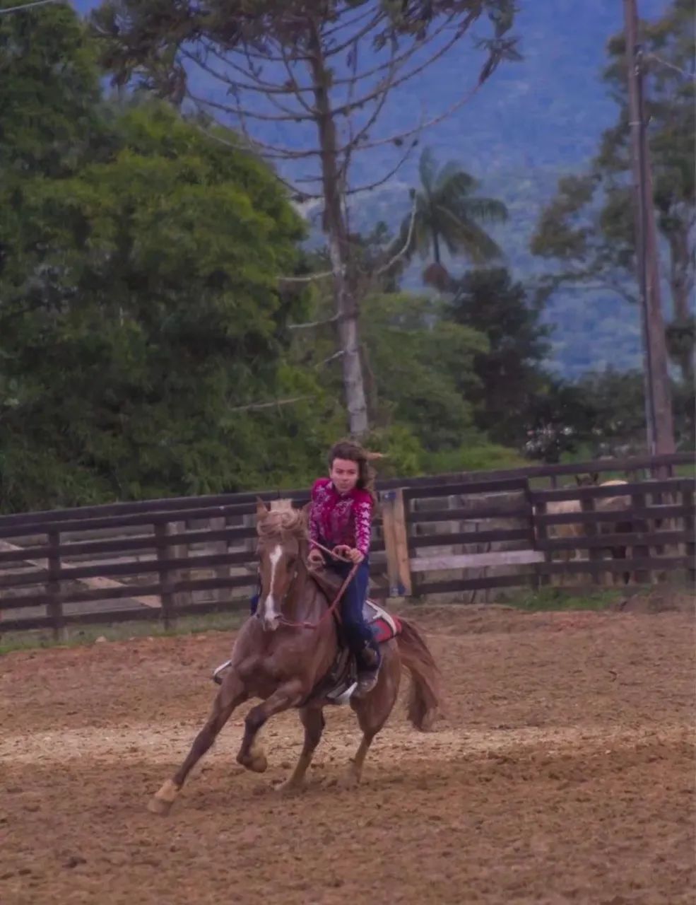 Cavalo Crioulo Jurado - Registrado, Dócil e Pronto para Provas e Cavalgadas - Foto 4