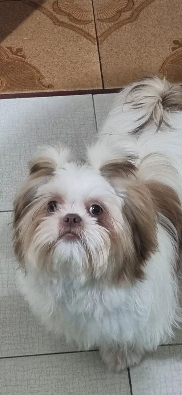 SHIH TZU Cachorro para cruzar - Foto 2