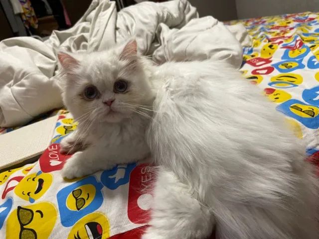 Filhotes Persas !! Filhote Premium - Pais com Pedigree!! 