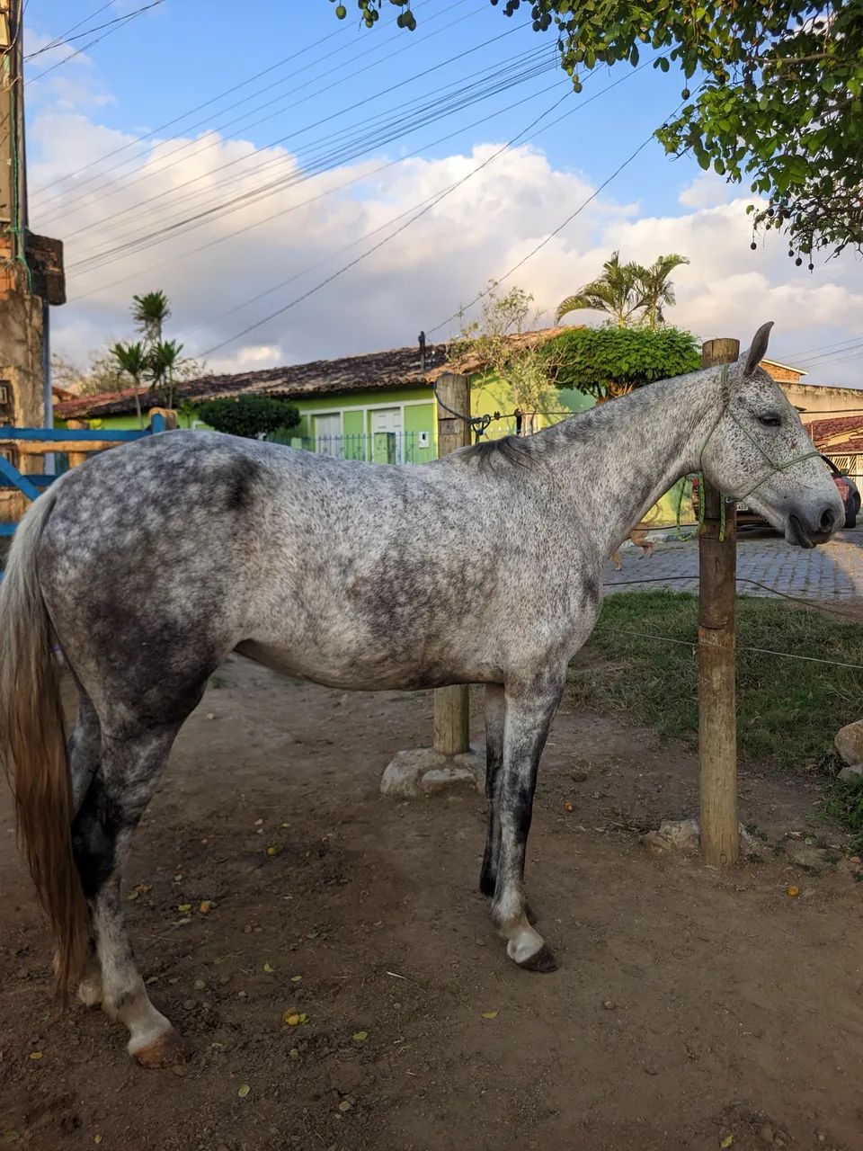 Égua mangalarga registrada  - Foto 4