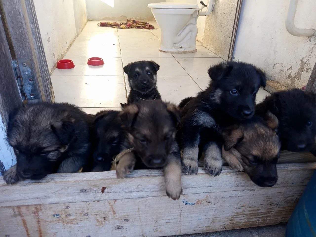Pet - Foto 3