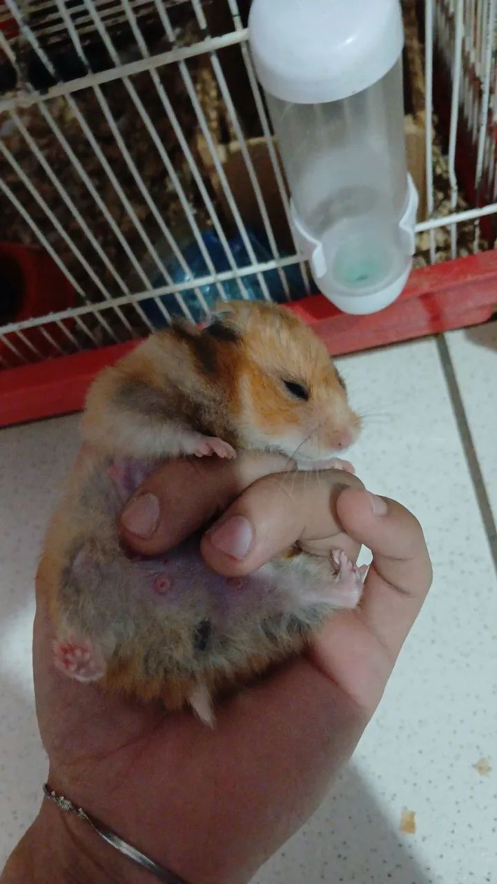 Hamster sirios  - Foto 3