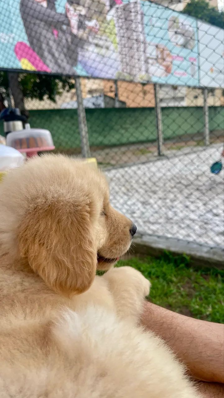 Filhotes de Golden Retriever- Alto Padrão de Qualidade - Foto 2