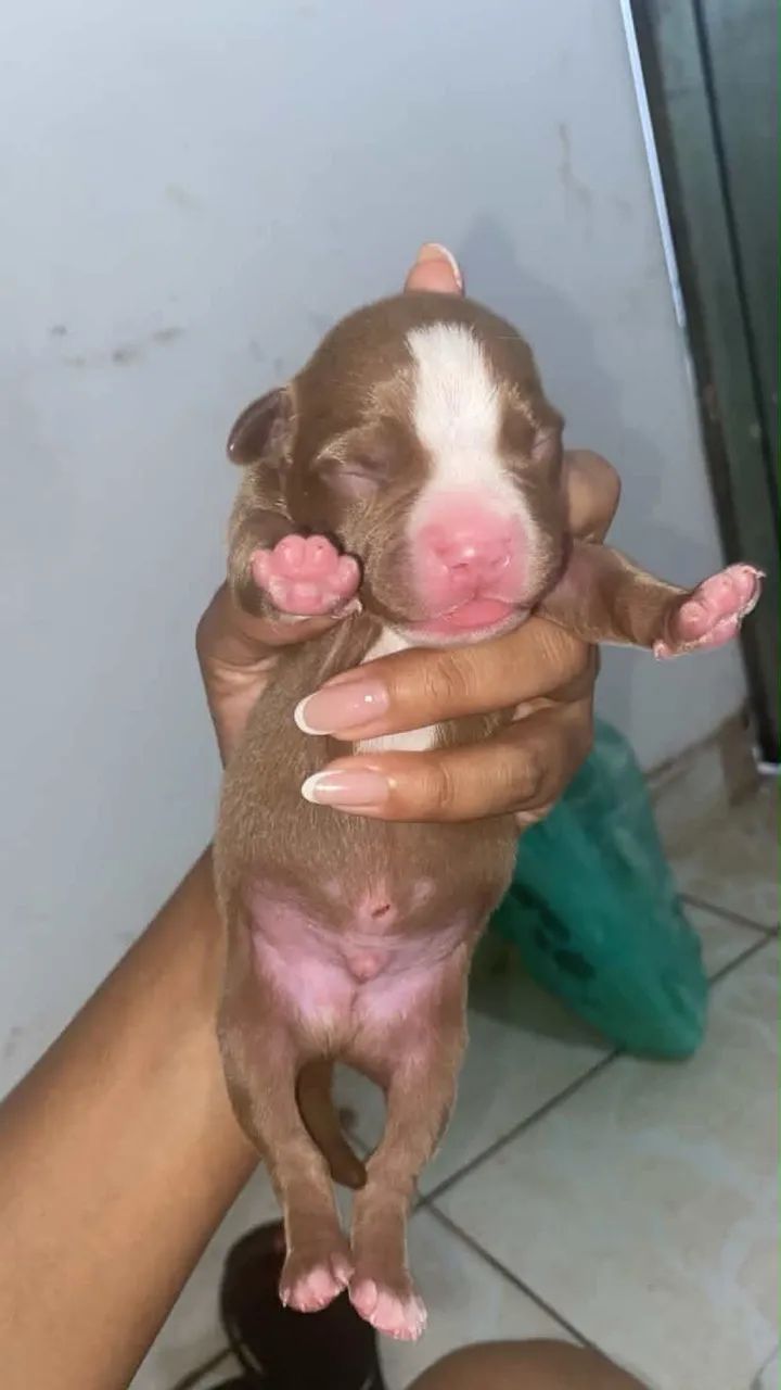 Filhotes de amstaff  - Foto 2