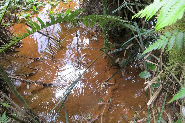 Área de planta 6 alqueires com água - Foto 3