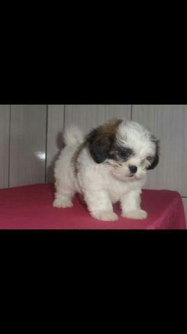 Mini shitzu?parece ne?so q lhasa apso raça identica