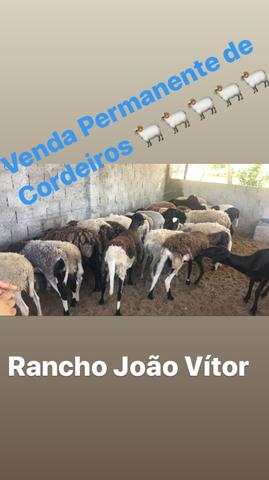 Cordeiros a venda