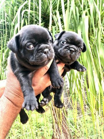 Vende-se filhotes de Bulldog francês - Foto 3