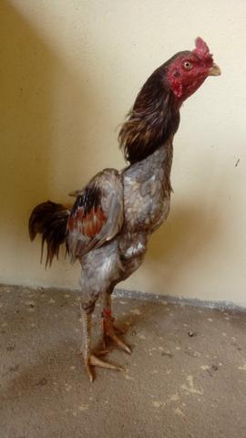 Vendo galo shamo