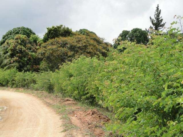 Maravilhosa oportunidade fazenda em maragogipe 120ta - Foto 18