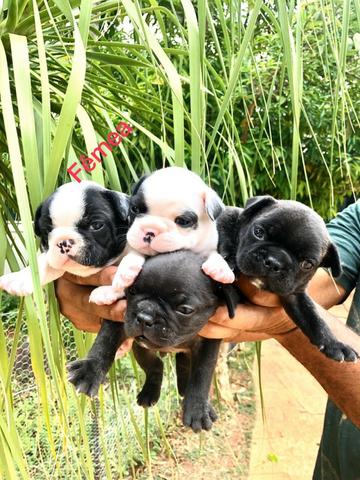 Vende-se filhotes de Bulldog francês - Foto 4