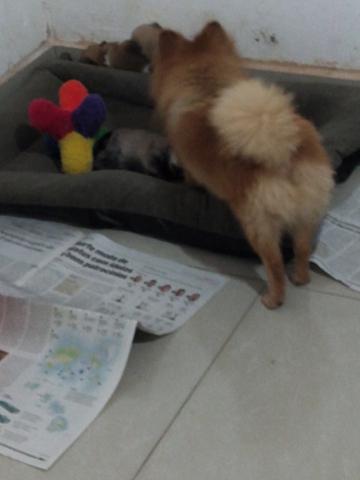 Spitz Alemão /Lulu da Pomerânia - Foto 3