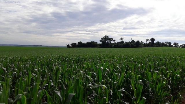 Excelente fazenda de lavoura com 63 alqueires região de Mambore Pr - Foto 6