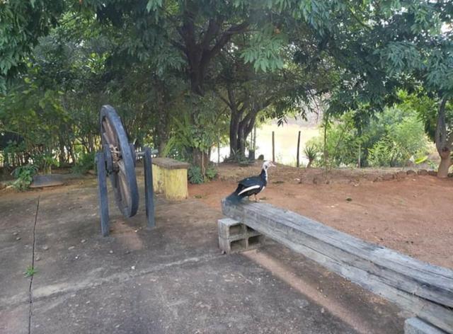 Sítio dos sonhos / Permuta Casa - Foto 5