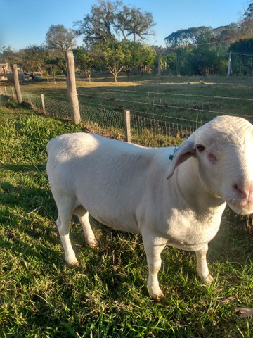 Borrego White dorper