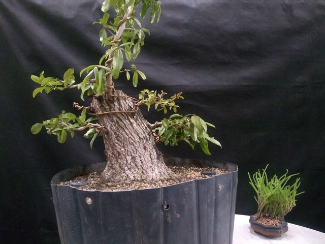 Pre bonsai guajuvira 
