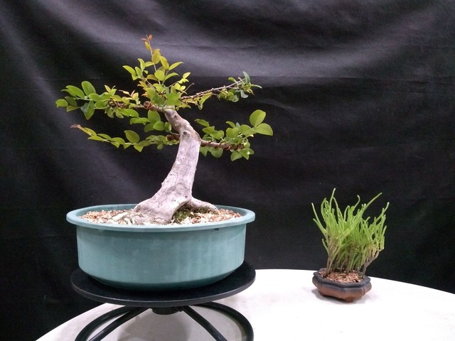 Pre bonsai jaboticabeira caipirinha 