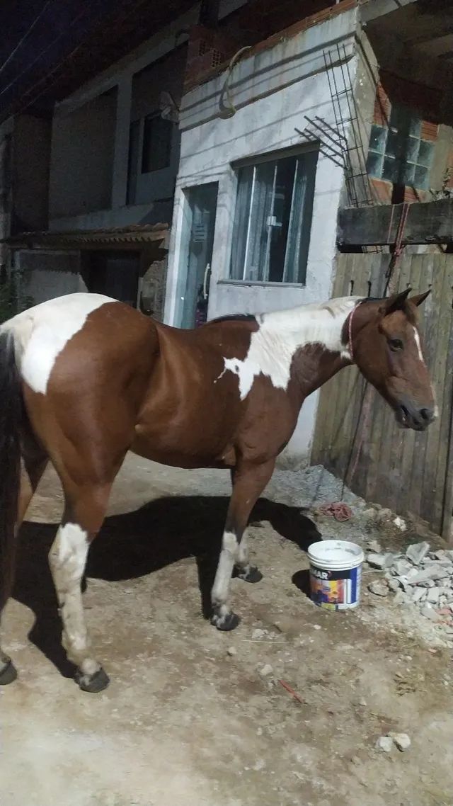 Égua Paint Horse pura