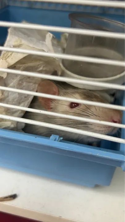 Rato Cinza Adorável para Adoção