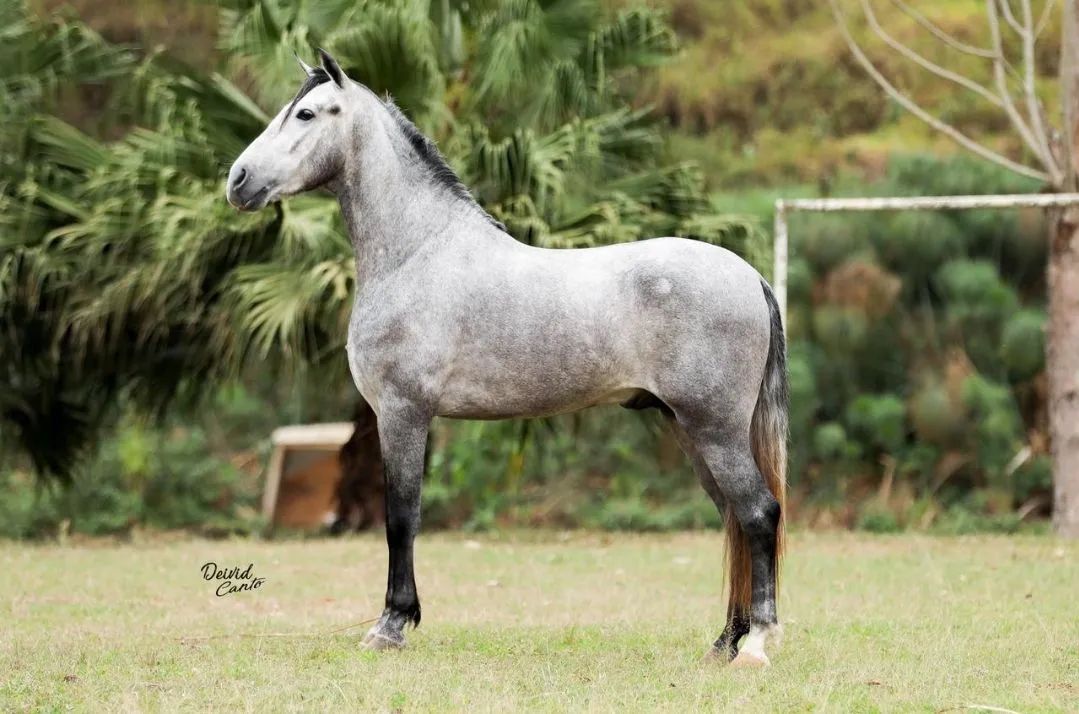 Cavalo Mangalarga Marchador de exposição  - Foto 2
