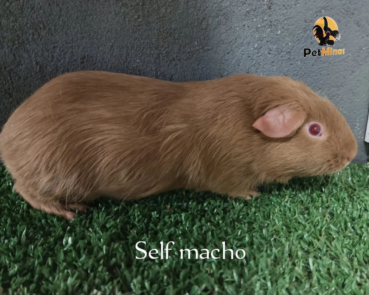 Porquinho da Índia  Self - Foto 4