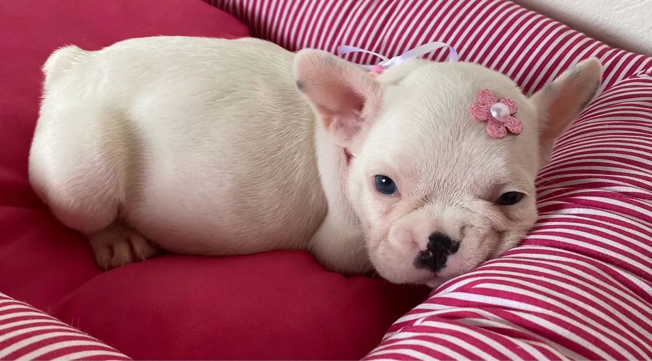 Buldogue francês fêmea 