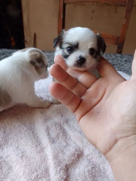 Vendo filhotes da raça Chihuahua - Foto 3