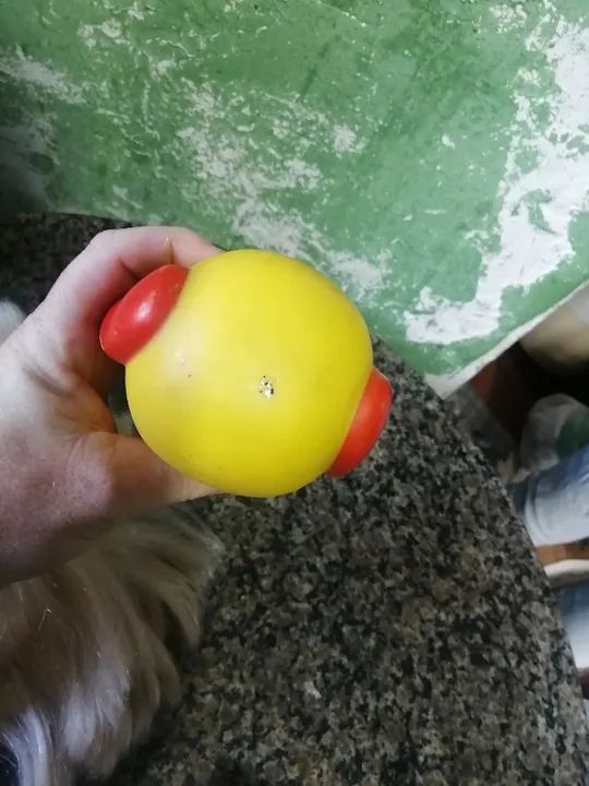cachorro de brinquedo antigo da estrela - Foto 5