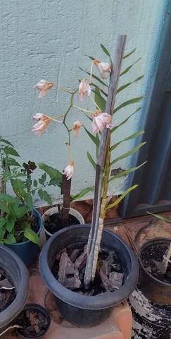 Muda de Orquídea de Jardim Perfumada - Foto 2