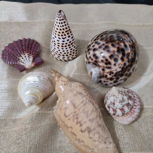 Conjunto de conchas  - Foto 2