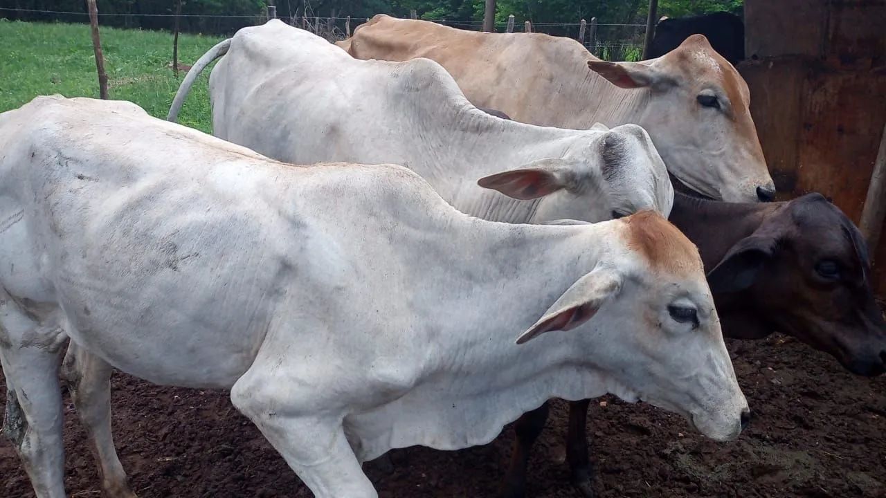 Vendo 17 cabeça de gado entre grand e peq  vendo separado ou troco por carro