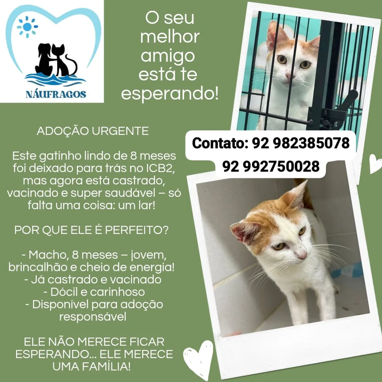 Gatinho lindo para adoção urgente!