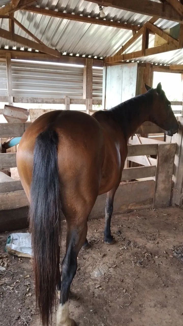 Cavalo qm 