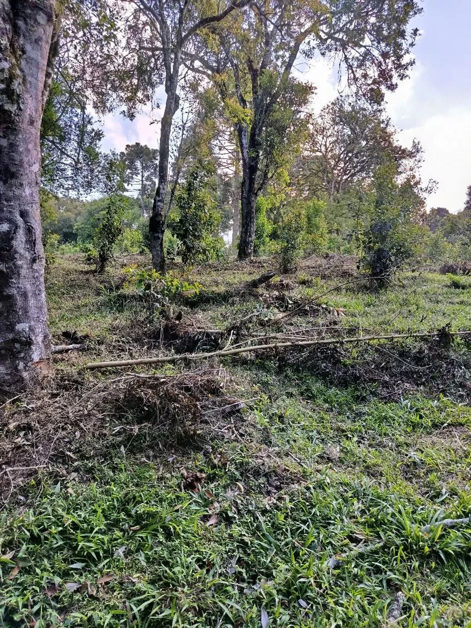 Foto - São Mateus do Sul - 
