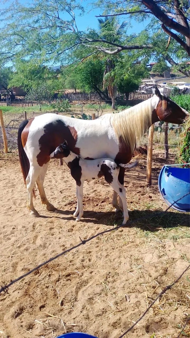 Potra Paint Horse de esteira - Foto 2